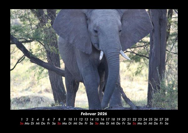 Produktbild: Der Elefantenkalender 2026 Fotokalender DIN A3
