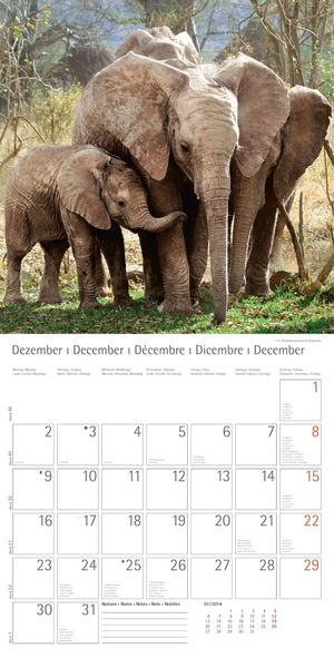 Produktbild: Elefanten - T & C-Kalender 2013