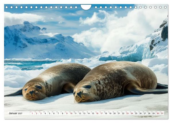Produktbild: Faszination Robben - Zwischen Wellen und Weite (Wandkalender 2027 DIN A4 quer), CALVENDO Monatskalender