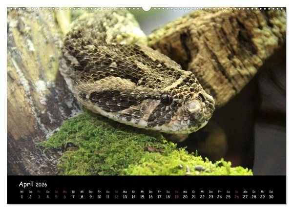 Produktbild: Reptilien 2026 (hochwertiger Premium Wandkalender 2026 DIN A2 quer), Kunstdruck in Hochglanz