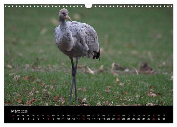 Produktbild: Kranich-Land Brandenburg (Wandkalender 2026 DIN A3 quer), CALVENDO Monatskalender