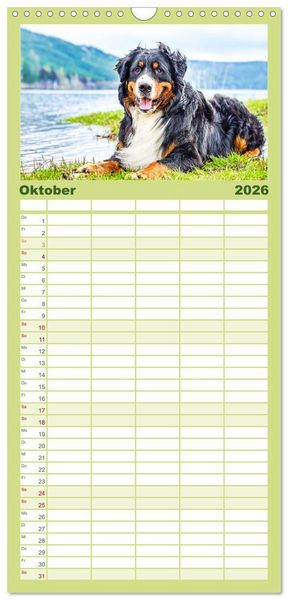 Produktbild: Familienplaner 2026 - Berner Sennenhunde - Traumhunde mit Charme mit 5 Spalten (Wandkalender, 21 x 45 cm) CALVENDO