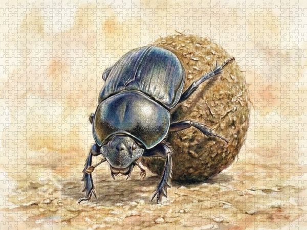 Produktbild: CALVENDO Puzzle Mistk&auml;fer | 1000 Teile Lege-Gr&ouml;&szlig;e 64x48cm Foto-Puzzle f&uuml;r gl&uuml;ckliche Stunden