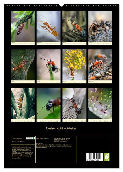 Produktbild: Ameisen quirlige Arbeiter (hochwertiger Premium Wandkalender 2026 DIN A2 hoch), Kunstdruck in Hochglanz