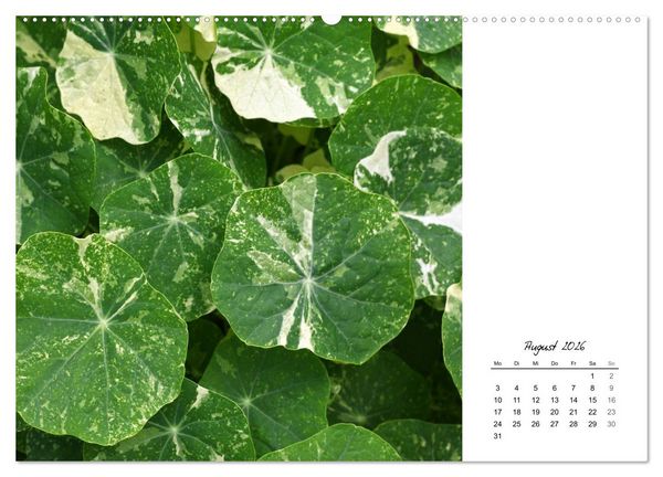 Produktbild: Blattkunst (hochwertiger Premium Wandkalender 2026 DIN A2 quer), Kunstdruck in Hochglanz
