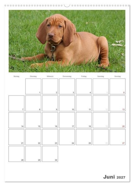 Produktbild: Magyar Vizsla (Wandkalender 2027 DIN A2 hoch), CALVENDO Monatskalender