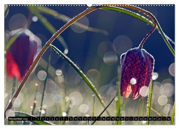 Produktbild: Die Schachbrettblume (hochwertiger Premium Wandkalender 2026 DIN A2 quer), Kunstdruck in Hochglanz