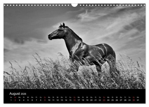 Produktbild: Pferde 2026 Wild Thing (Wandkalender 2026 DIN A3 quer), CALVENDO Monatskalender