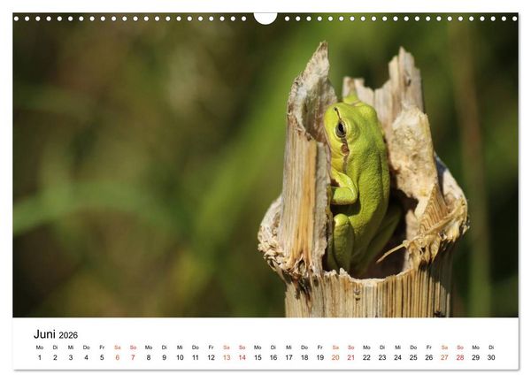 Produktbild: Besucher im Garten - Laubfr&ouml;sche (Wandkalender 2026 DIN A3 quer), CALVENDO Monatskalender