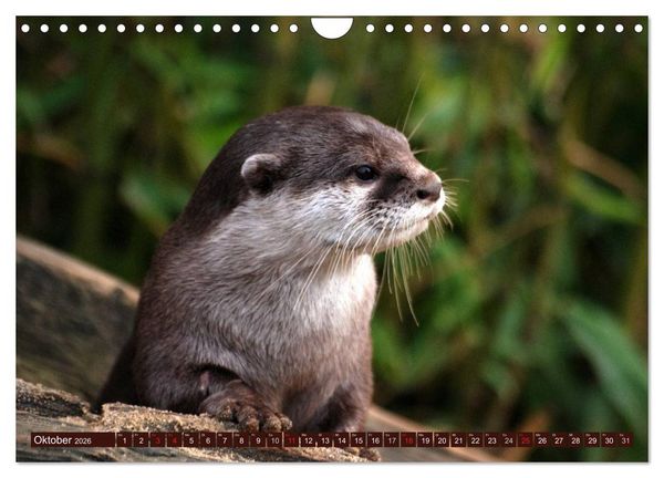 Produktbild: Otter. Frech, laut und clever (Wandkalender 2026 DIN A4 quer), CALVENDO Monatskalender