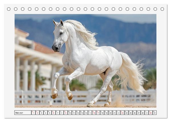 Produktbild: Spanische Eleganz. Edle Schimmel auf dem Gest&uuml;t (Tischkalender 2027 DIN A5 quer), CALVENDO Monatskalender