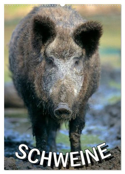 Produktbild: Schweine 2026 (Wandkalender 2026 DIN A2 hoch), CALVENDO Monatskalender