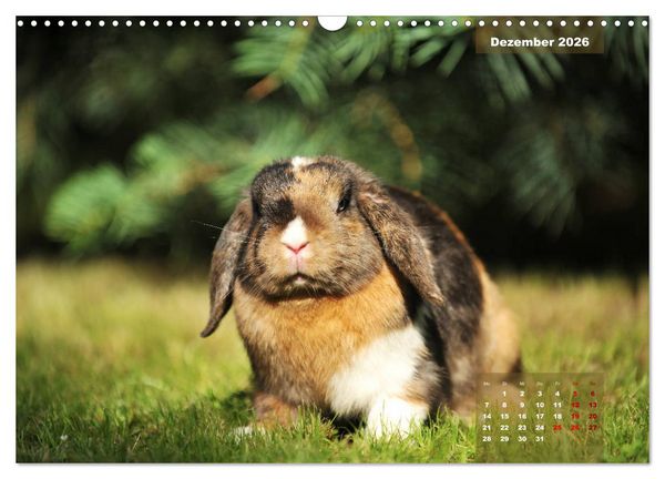 Produktbild: Kaninchen klein und putzig (Wandkalender 2026 DIN A3 quer), CALVENDO Monatskalender