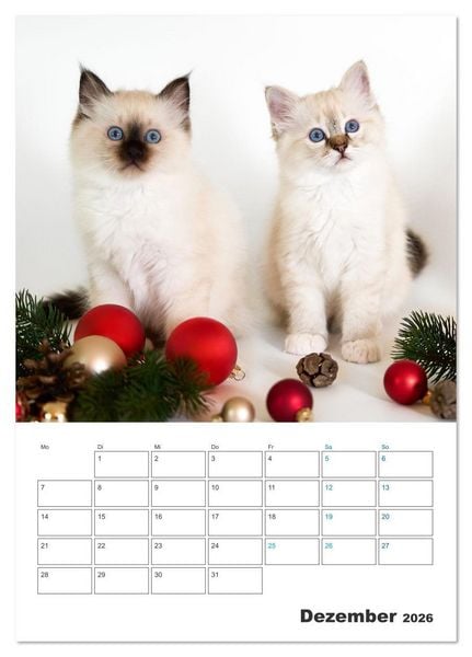 Produktbild: Heilige Birma Kitten Kalender mit Planer (Tischkalender 2026 DIN A5 hoch), CALVENDO Monatskalender