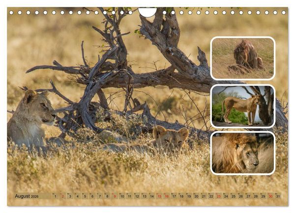 Produktbild: Raubkatzen - gro&szlig; & klein (Wandkalender 2026 DIN A4 quer), CALVENDO Monatskalender