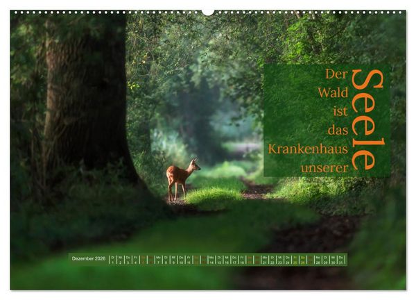 Produktbild: WALD Erholung pur (hochwertiger Premium Wandkalender 2026 DIN A2 quer), Kunstdruck in Hochglanz