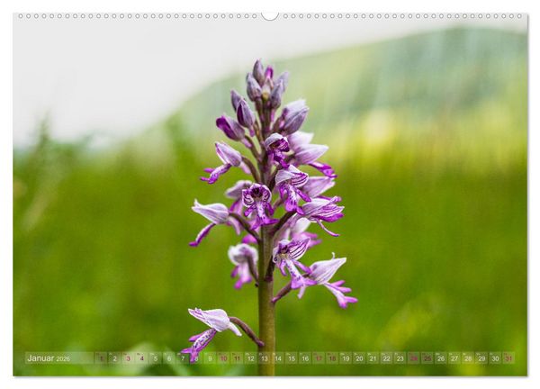 Produktbild: Orchideenzeit auf der Schw&auml;bischen Alb (hochwertiger Premium Wandkalender 2026 DIN A2 quer), Kunstdruck in Hochglanz