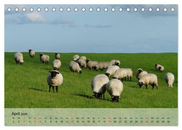 Produktbild: Schafe z&auml;hlen leicht gemacht! (Tischkalender 2026 DIN A5 quer), CALVENDO Monatskalender