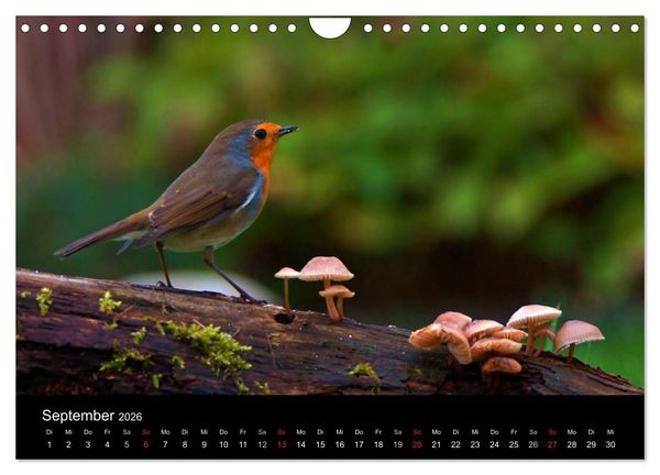 Produktbild: Singv&ouml;gel in Deutschland (Wandkalender 2026 DIN A4 quer), CALVENDO Monatskalender