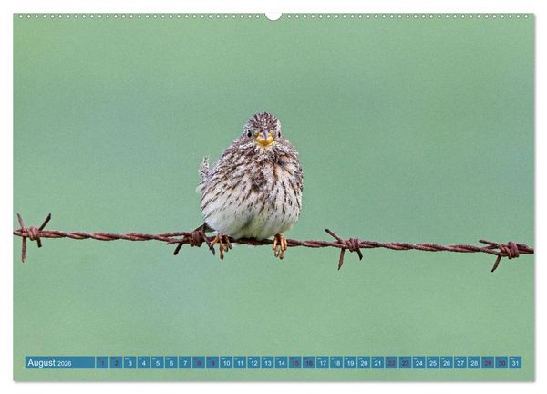 Produktbild: V&ouml;gel der Algarve (hochwertiger Premium Wandkalender 2026 DIN A2 quer), Kunstdruck in Hochglanz