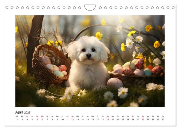 Produktbild: Bichon fris&eacute;, wei&szlig;e H&uuml;ndchen mit lockigem Haar (Wandkalender 2026 DIN A4 quer), CALVENDO Monatskalender