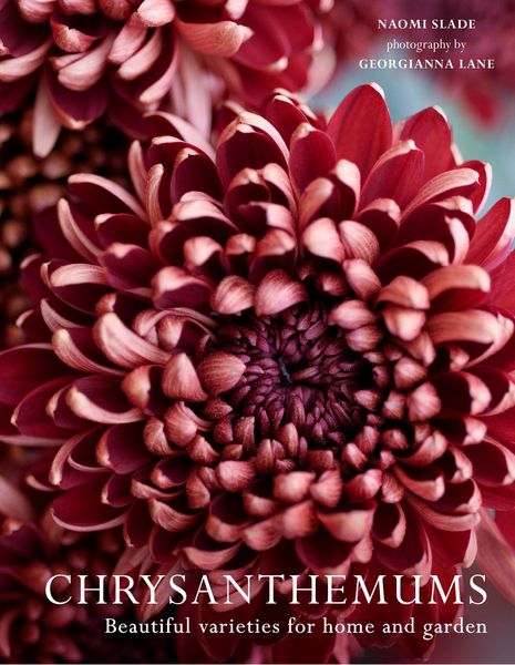 Produktbild: Chrysanthemums