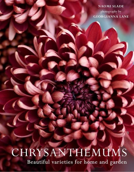 Produktbild: Chrysanthemums Hb