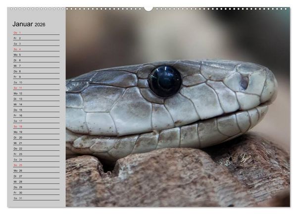 Produktbild: Kaltes Blut. Faszination Reptilien (hochwertiger Premium Wandkalender 2026 DIN A2 quer), Kunstdruck in Hochglanz
