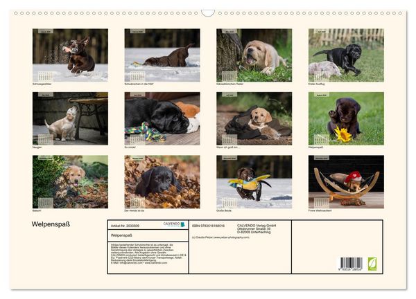Produktbild: Welpenspa&szlig; (Wandkalender 2026 DIN A2 quer), CALVENDO Monatskalender