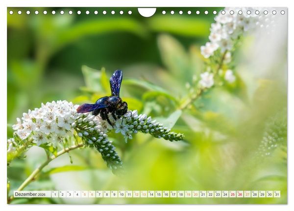 Produktbild: Bienen und Hummeln in Aktion (Wandkalender 2026 DIN A4 quer), CALVENDO Monatskalender