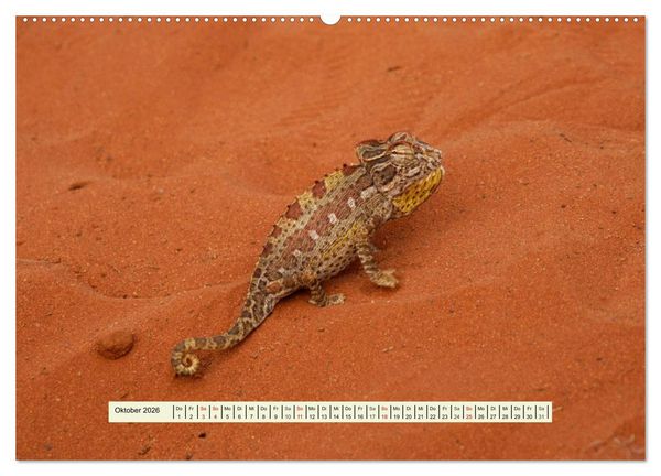 Produktbild: Reptilien des s&uuml;dlichen Afrikas (hochwertiger Premium Wandkalender 2026 DIN A2 quer), Kunstdruck in Hochglanz