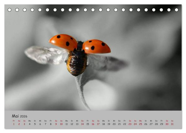 Produktbild: Gl&uuml;cksk&auml;fer (Tischkalender 2026 DIN A5 quer), CALVENDO Monatskalender