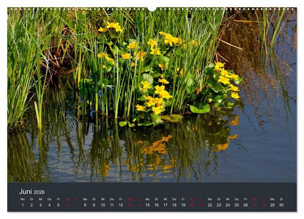 Produktbild: Heimat im Bremer Blockland (Wandkalender 2026 DIN A2 quer), CALVENDO Monatskalender