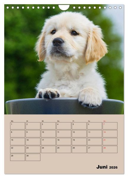 Produktbild: Jahresplaner Golden Retriever Welpen (Wandkalender 2026 DIN A4 hoch), CALVENDO Monatskalender