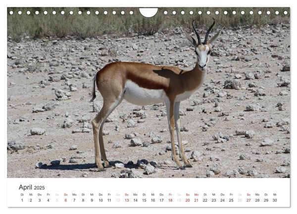Produktbild: Namibia - Tierische Vielfalt (Wandkalender 2025 DIN A4 quer), CALVENDO Monatskalender
