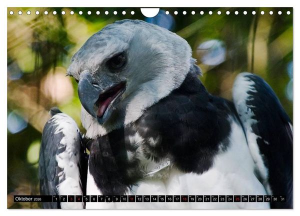 Produktbild: Greifv&ouml;gel (Wandkalender 2026 DIN A4 quer), CALVENDO Monatskalender