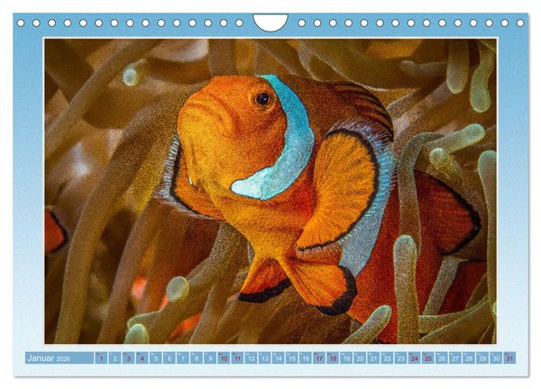 Produktbild: fisch portrait (Wandkalender 2026 DIN A4 quer), CALVENDO Monatskalender