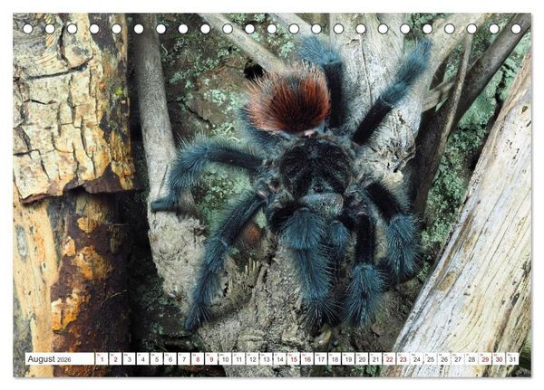 Produktbild: Haarige Gesellen (Tischkalender 2026 DIN A5 quer), CALVENDO Monatskalender