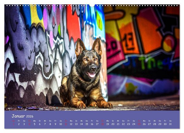 Produktbild: Hunde und Graffiti (hochwertiger Premium Wandkalender 2026 DIN A2 quer), Kunstdruck in Hochglanz