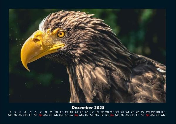 Produktbild: Adler 2025 Fotokalender DIN A4