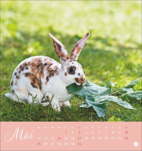 Produktbild: S&uuml;&szlig;e Kaninchen Postkartenkalender 2026