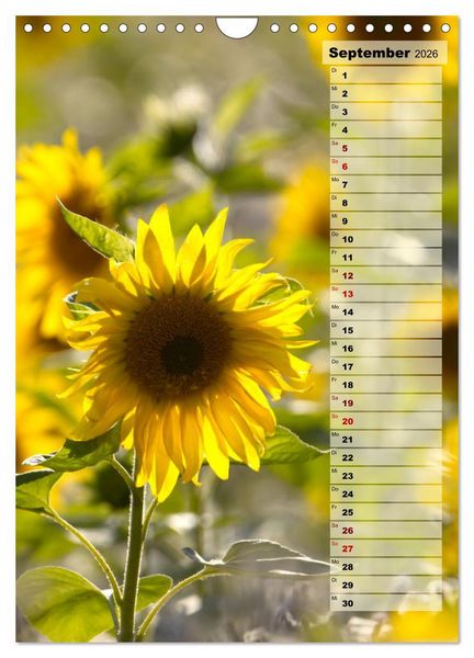 Produktbild: Leuchtende Sonnenblumen, sonnige Aussichten das ganze Jahr (Wandkalender 2026 DIN A4 hoch), CALVENDO Monatskalender