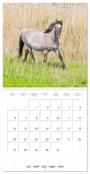 Produktbild: Konik horses (Wall Calendar 2026 12 &times; 12 Inch) CALVENDO 12 Month Wall Calendar