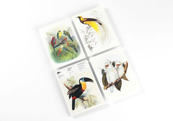 Produktbild: Tropical Birds