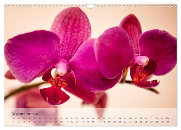 Produktbild: Phalaenopsis - die zauberhafte Welt der Orchideen (Wandkalender 2026 DIN A3 quer), CALVENDO Monatskalender