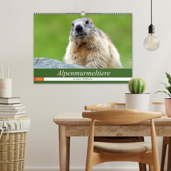 Produktbild: Alpenmurmeltiere in freier Wildbahn (Wandkalender 2026 DIN A3 quer), CALVENDO Monatskalender