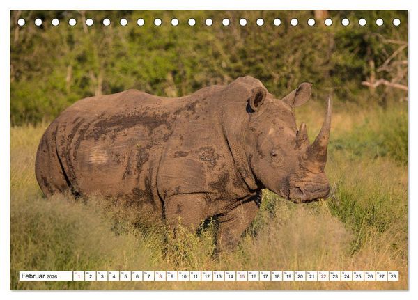 Produktbild: Wunderwelt der Tiere - S&uuml;dafrika (Tischkalender 2026 DIN A5 quer), CALVENDO Monatskalender