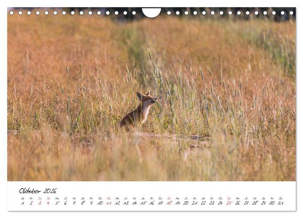 Produktbild: Fuchs entdeckt - im Naturparadies der Mecklenburgischen Seenplatte (Wandkalender 2026 DIN A4 quer), CALVENDO Monatskalender