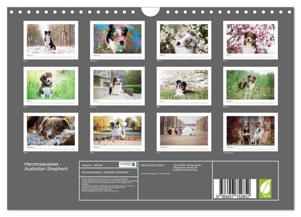 Produktbild: Herzensaussies - Australian Shepherd (Wandkalender 2026 DIN A4 quer), CALVENDO Monatskalender
