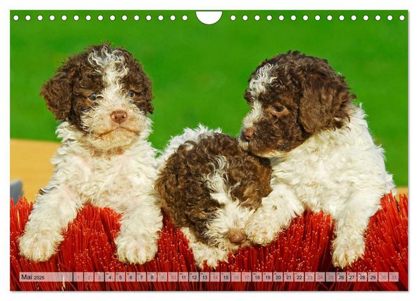 Produktbild: Lagotto Romagnolo - Ein Hund zum Verlieben (Wandkalender 2026 DIN A4 quer), CALVENDO Monatskalender